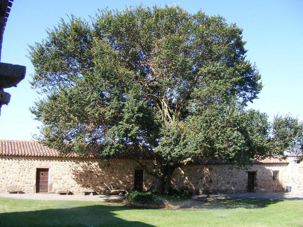 L''Olmo di Castro - Oschiri (OT)